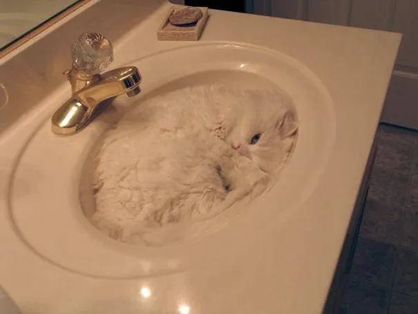 17 Potret ini Jadi Bukti Kalau Kucing Memang Bisa Tidur di Mana Saja. Eh, Atau Mereka Ketiduran, Ya? :D 34