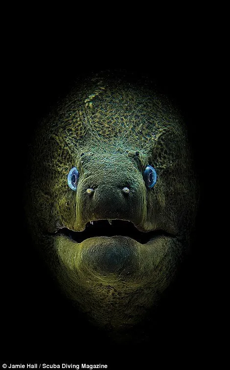 13 Foto Pemenang Underwater Photo Contest Ini Sungguh Luar Biasa dan Bikin Berdecak Kagum! 15