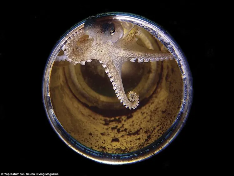 13 Foto Pemenang Underwater Photo Contest Ini Sungguh Luar Biasa dan Bikin Berdecak Kagum! 16
