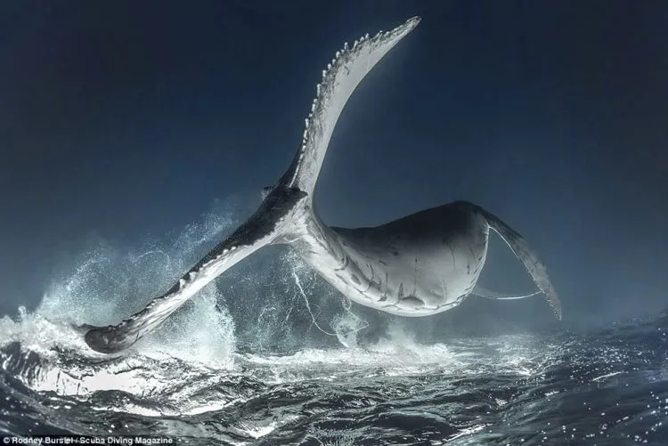 13 Foto Pemenang Underwater Photo Contest Ini Sungguh Luar Biasa dan Bikin Berdecak Kagum! 14