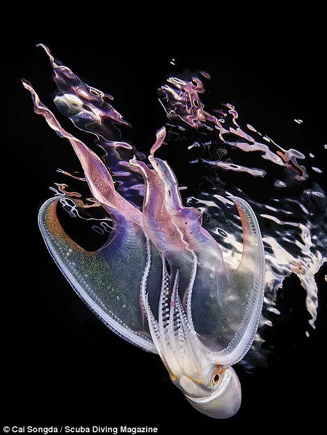13 Foto Pemenang Underwater Photo Contest Ini Sungguh Luar Biasa dan Bikin Berdecak Kagum! 24