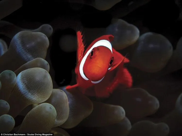 13 Foto Pemenang Underwater Photo Contest Ini Sungguh Luar Biasa dan Bikin Berdecak Kagum! 25