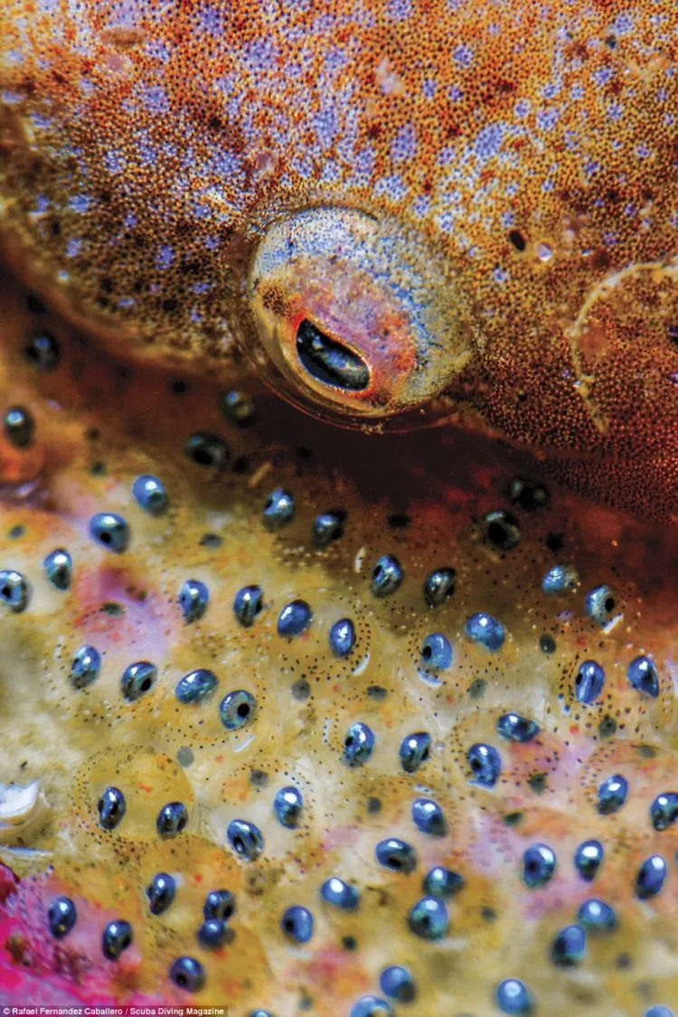 13 Foto Pemenang Underwater Photo Contest Ini Sungguh Luar Biasa dan Bikin Berdecak Kagum! 26
