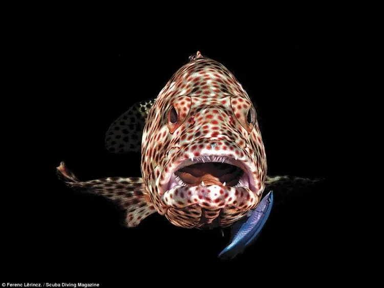 13 Foto Pemenang Underwater Photo Contest Ini Sungguh Luar Biasa dan Bikin Berdecak Kagum! 17