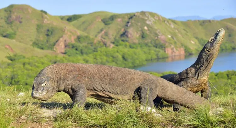Pemprov NTT Akan Tutup Taman Nasional Komodo Selama Setahun. Pengusaha Wisata pun Kelabakan! 4