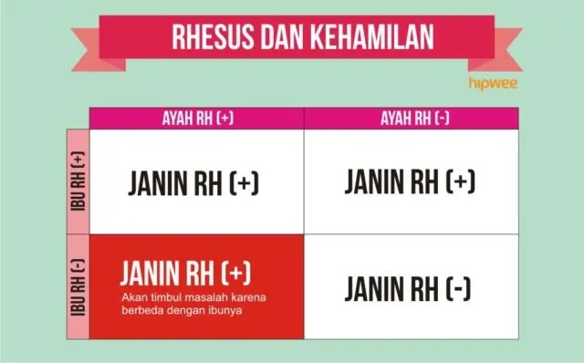 10 Fakta Pentingnya Tahu Tipe Rhesus Darah Kalian, Bukan Cuma Golongan Darah ABO Doang 19