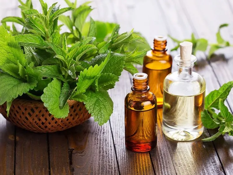 10+ Khasiat Rahasia Daun Spearmint yang Bisa Kamu Manfaatkan. Harga Murah tapi Manfaatnya Segudang! 18