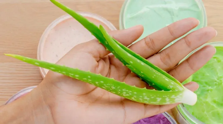 Aloe Vera Disebut-sebut Ampuh Atasi Sunburn. Fakta atau Hanya Sebatas Sugesti Saja? 11