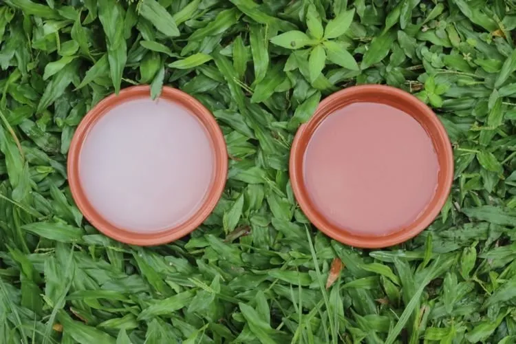 Daripada Sisa Sayuran Berakhir Jadi Sampah, Lebih Baik Dijadikan Pupuk Cair. Begini Caranya 9