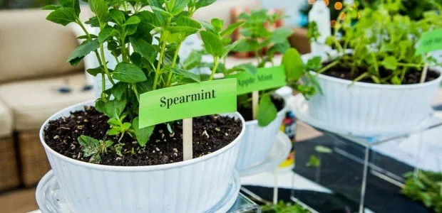 10+ Khasiat Rahasia Daun Spearmint yang Bisa Kamu Manfaatkan. Harga Murah tapi Manfaatnya Segudang! 17