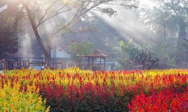 Taman Ramadanu Magelang, Destinasi Wisata Bunga Kekinian yang Bikin Enggan Pulang 9