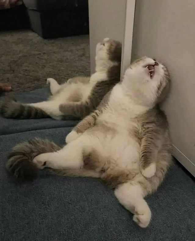 17 Potret ini Jadi Bukti Kalau Kucing Memang Bisa Tidur di Mana Saja. Eh, Atau Mereka Ketiduran, Ya? :D 29