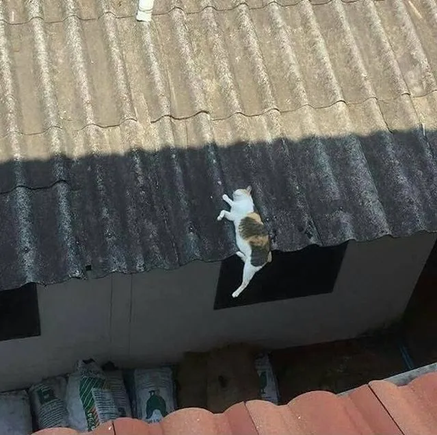17 Potret ini Jadi Bukti Kalau Kucing Memang Bisa Tidur di Mana Saja. Eh, Atau Mereka Ketiduran, Ya? :D 18