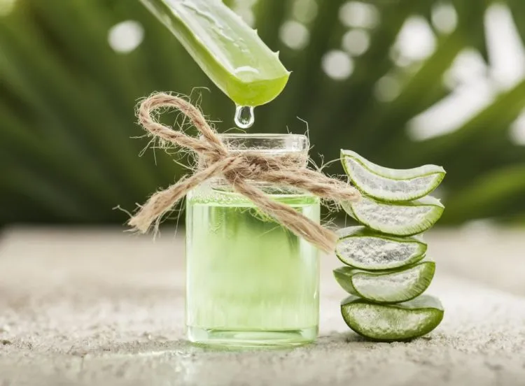 Aloe Vera Disebut-sebut Ampuh Atasi Sunburn. Fakta atau Hanya Sebatas Sugesti Saja? 10