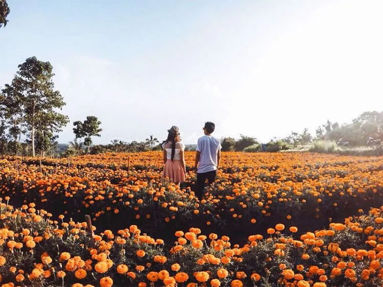 Gemitir Garden, Taman Bunga Marigold yang Instagramable di Bali. Jadi Pengen ke Bali Lagi Nih! 7