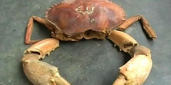Selain Daging Kurban, 10 Lafaz Allah Juga Pernah Ditemukan oleh Masyarakat dalam Berbagai Bentuk 16