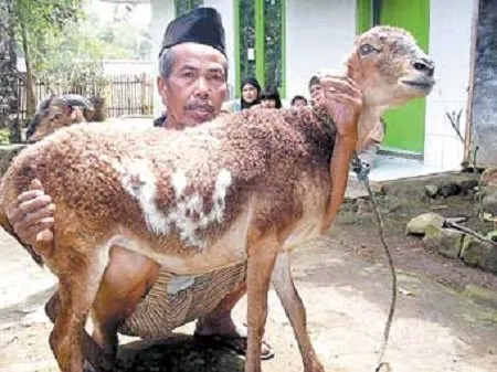 Selain Daging Kurban, 10 Lafaz Allah Juga Pernah Ditemukan oleh Masyarakat dalam Berbagai Bentuk 19