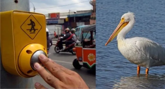 Bukan Zebra dan Pelican Cross Aja, Ini 7 Jenis Penyebrangan Jalan Lain. Uniknya Semua Nama Hewan Lho 12