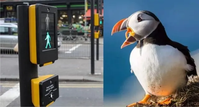 Bukan Zebra dan Pelican Cross Aja, Ini 7 Jenis Penyebrangan Jalan Lain. Uniknya Semua Nama Hewan Lho 13