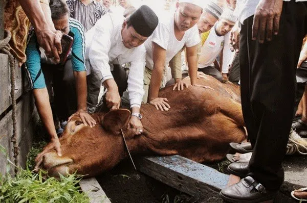 10+ Potret Idul Adha di Berbagai Negara. Beda-beda Tapi Makna Berkurban dan Saling Berbaginya Sama 22