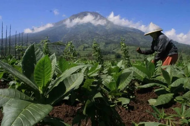 Selalu Percaya Bahwa Negara Kita Kaya Sumber Daya Alam itu Bahaya. Cek Dulu Faktanya Sekarang! 5