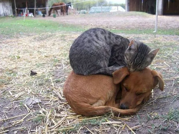 17 Potret ini Jadi Bukti Kalau Kucing Memang Bisa Tidur di Mana Saja. Eh, Atau Mereka Ketiduran, Ya? :D 27