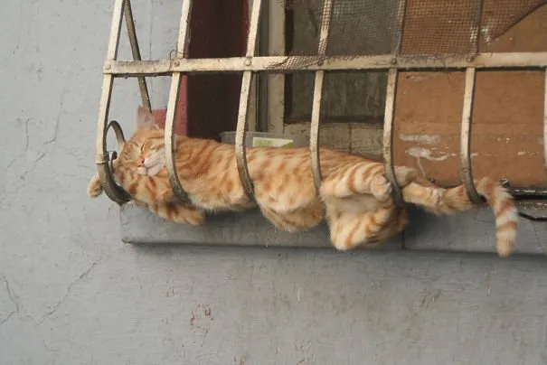 17 Potret ini Jadi Bukti Kalau Kucing Memang Bisa Tidur di Mana Saja. Eh, Atau Mereka Ketiduran, Ya? :D 22