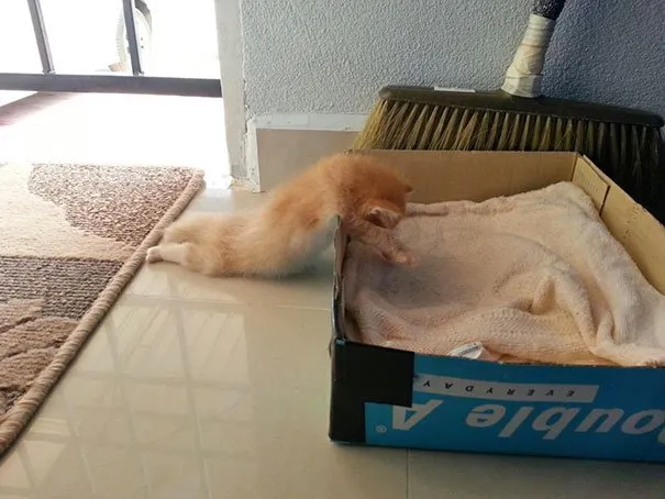 17 Potret ini Jadi Bukti Kalau Kucing Memang Bisa Tidur di Mana Saja. Eh, Atau Mereka Ketiduran, Ya? :D 23