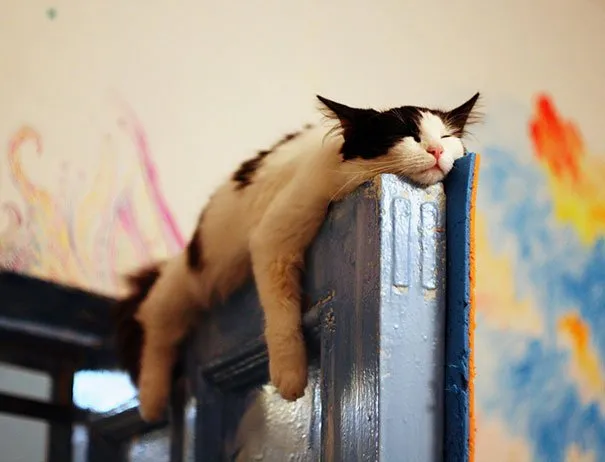 17 Potret ini Jadi Bukti Kalau Kucing Memang Bisa Tidur di Mana Saja. Eh, Atau Mereka Ketiduran, Ya? :D 25