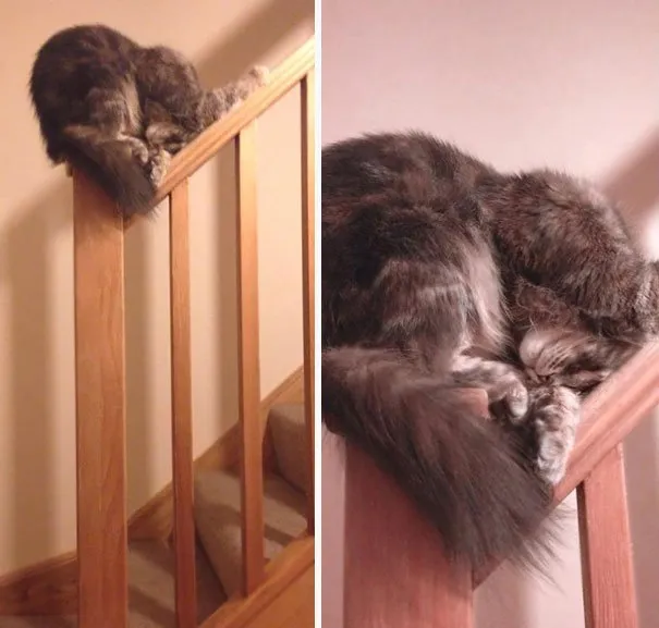 17 Potret ini Jadi Bukti Kalau Kucing Memang Bisa Tidur di Mana Saja. Eh, Atau Mereka Ketiduran, Ya? :D 26