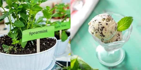 10+ Khasiat Rahasia Daun Spearmint yang Bisa Kamu Manfaatkan. Harga Murah tapi Manfaatnya Segudang!