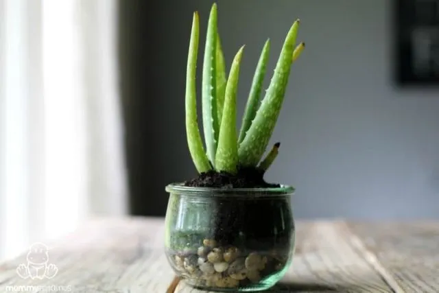Aloe Vera Disebut-sebut Ampuh Atasi Sunburn. Fakta atau Hanya Sebatas Sugesti Saja? 8