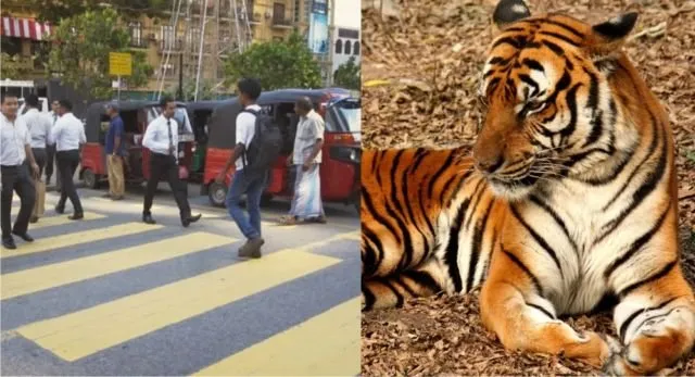 Bukan Zebra dan Pelican Cross Aja, Ini 7 Jenis Penyebrangan Jalan Lain. Uniknya Semua Nama Hewan Lho 17
