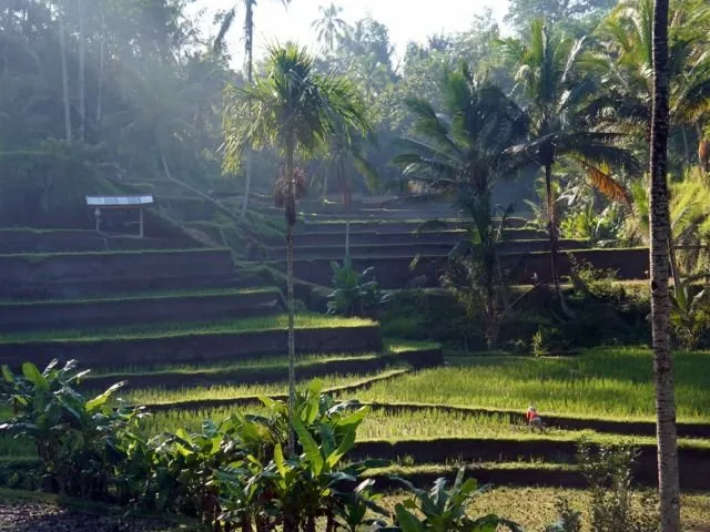 8 Tempat Wisata Ubud yang Wajib di Explore Pendatang 11 tempat hits di ubud