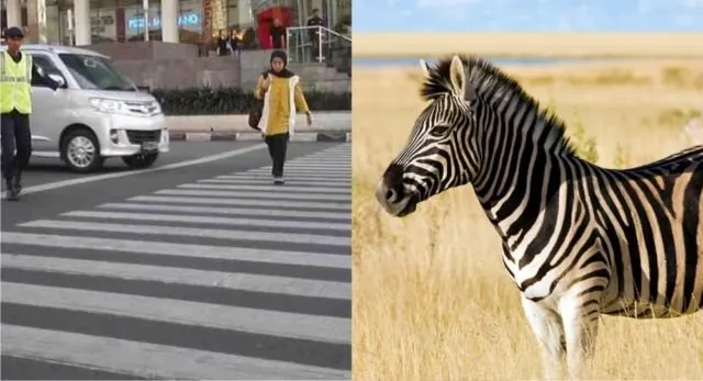 Bukan Zebra dan Pelican Cross Aja, Ini 7 Jenis Penyebrangan Jalan Lain. Uniknya Semua Nama Hewan Lho 11
