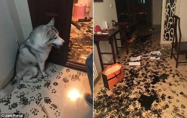 15 Reaksi Hewan Peliharaan Saat Ketahuan Bikin Ulah. Mau Marahin, Tapi Nggak Tega Saking Lucunya :( 26