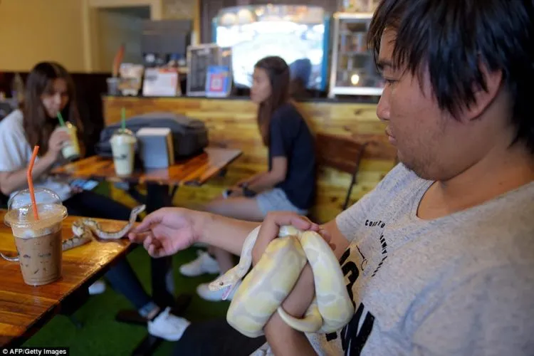 Kafe Reptil, di Kafe Ini Kamu Bisa Selfie dengan Ular dan Iguana. Wah Ngeri-ngeri Sedap ya! 14