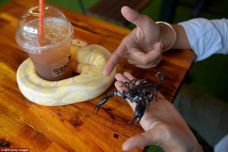 Kafe Reptil, di Kafe Ini Kamu Bisa Selfie dengan Ular dan Iguana. Wah Ngeri-ngeri Sedap ya! 13