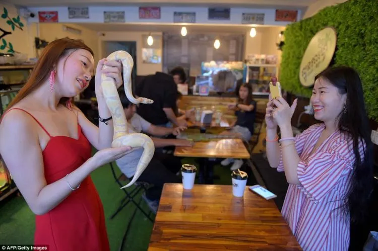 Kafe Reptil, di Kafe Ini Kamu Bisa Selfie dengan Ular dan Iguana. Wah Ngeri-ngeri Sedap ya! 9