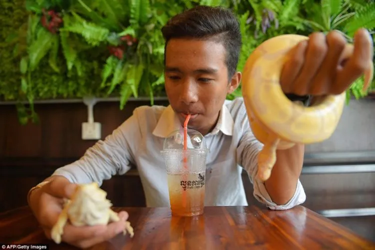 Kafe Reptil, di Kafe Ini Kamu Bisa Selfie dengan Ular dan Iguana. Wah Ngeri-ngeri Sedap ya! 12