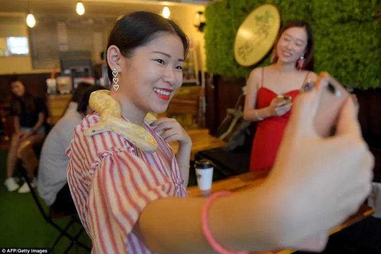 Kafe Reptil, di Kafe Ini Kamu Bisa Selfie dengan Ular dan Iguana. Wah Ngeri-ngeri Sedap ya! 11