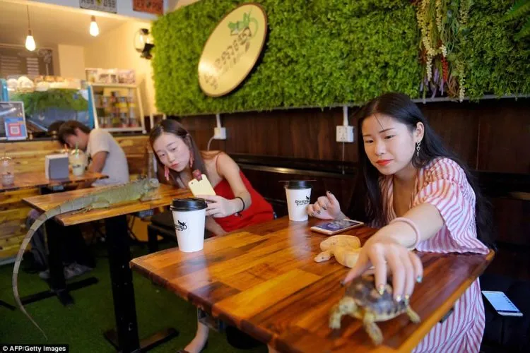 Kafe Reptil, di Kafe Ini Kamu Bisa Selfie dengan Ular dan Iguana. Wah Ngeri-ngeri Sedap ya! 8