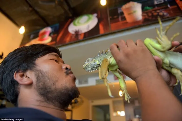 Kafe Reptil, di Kafe Ini Kamu Bisa Selfie dengan Ular dan Iguana. Wah Ngeri-ngeri Sedap ya! 10