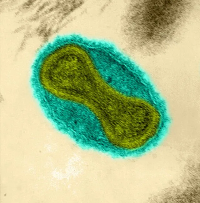 Sekilas Mirip Lukisan, 12 Gambar Ini Adalah Penampakan Virus dan Bakteri yang Diperbesar 15
