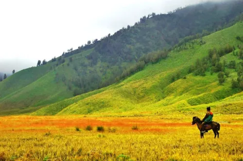 Destinasi Wisata yang Terbakar Kembali Bertambah. Terbaru, Bukit Teletubbies di Bromo Juga Gosong! 6
