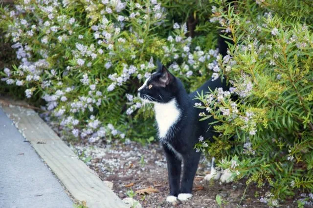 Keberadaan Kucing di Kota Ini Bakal Dilarang Selamanya. Katanya Buat Melindungi Spesies Lain 7