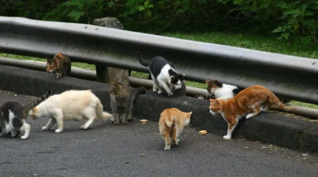 Keberadaan Kucing di Kota Ini Bakal Dilarang Selamanya. Katanya Buat Melindungi Spesies Lain 8