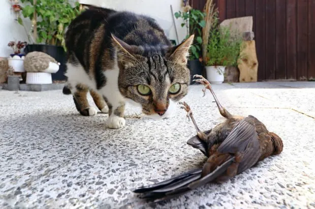 Keberadaan Kucing di Kota Ini Bakal Dilarang Selamanya. Katanya Buat Melindungi Spesies Lain 6