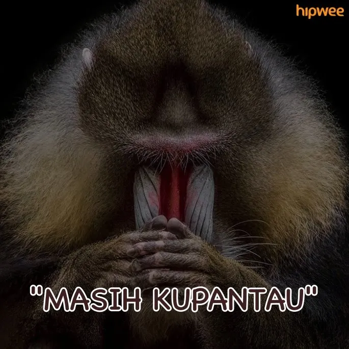 15 Potret Kumpulan Hewan ini Udah Kayak Cover Album Musisi Papan Atas. Kira-Kira Rilis Single Apa nih? 29