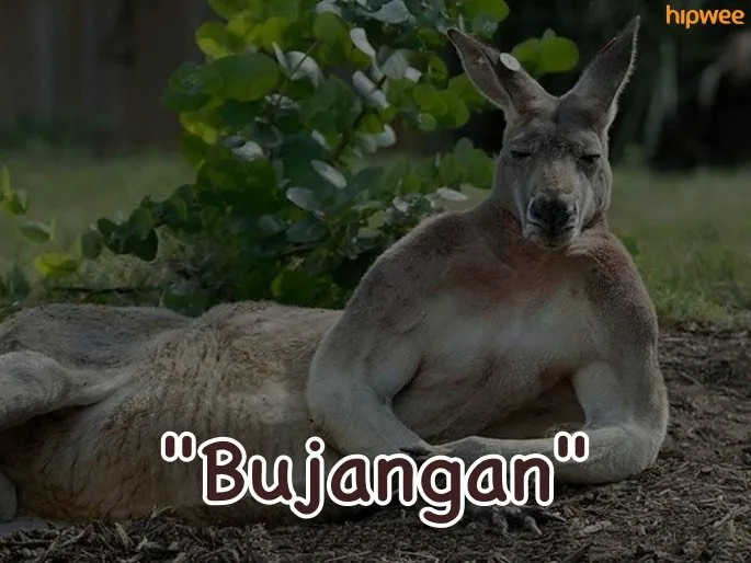 15 Potret Kumpulan Hewan ini Udah Kayak Cover Album Musisi Papan Atas. Kira-Kira Rilis Single Apa nih? 28